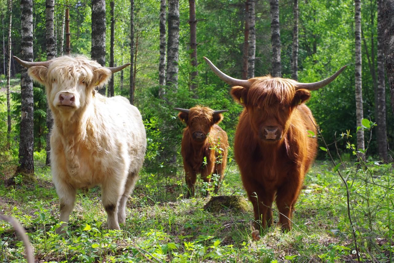 Дома для отпуска Isotalo Farm at enäjärvi lake Сало-25
