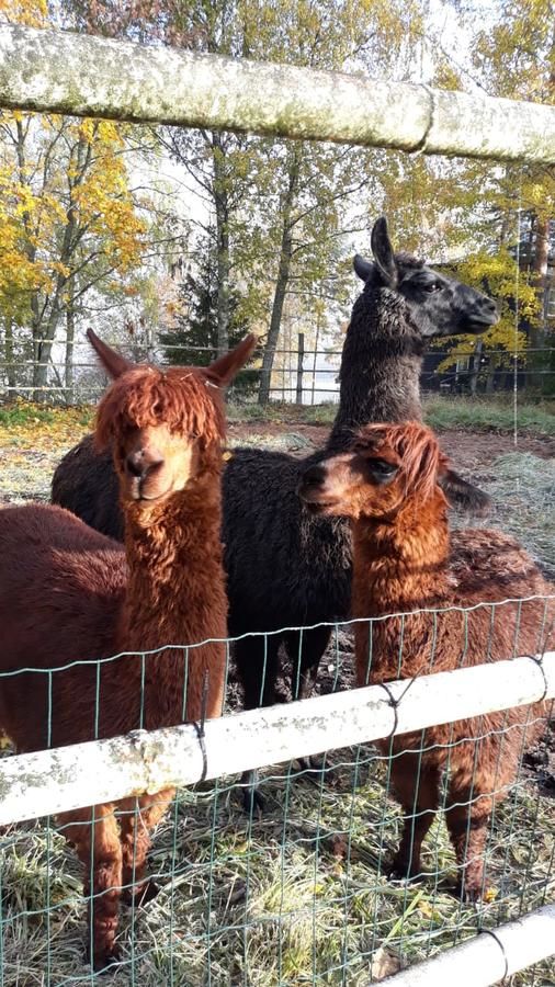 Дома для отпуска Isotalo Farm at enäjärvi lake Сало-26