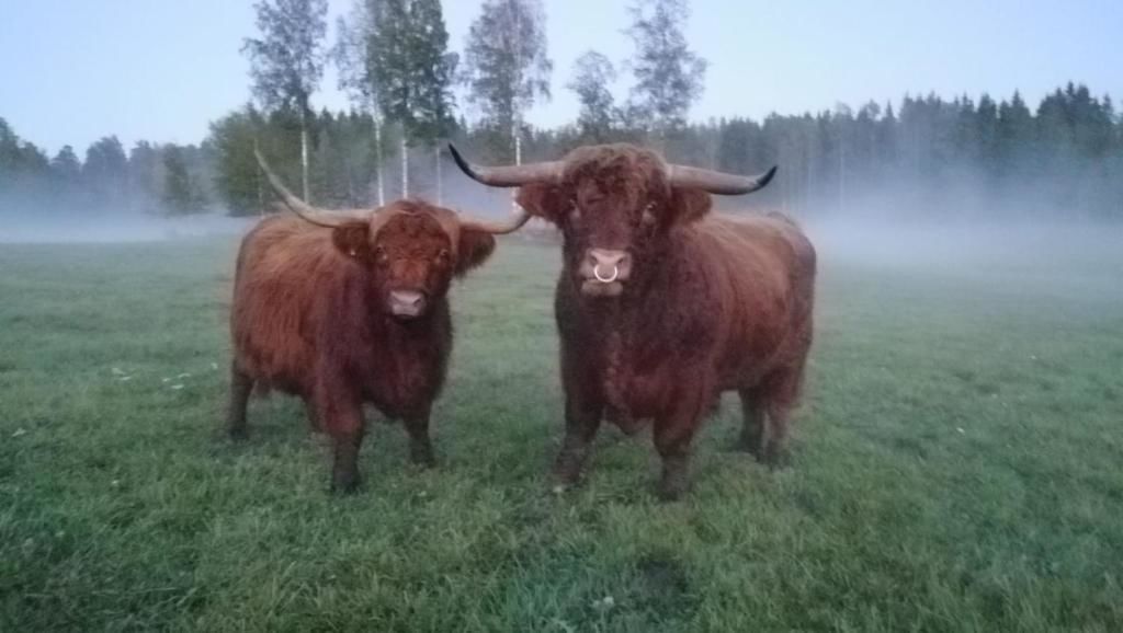Дома для отпуска Isotalo Farm at enäjärvi lake Сало-42