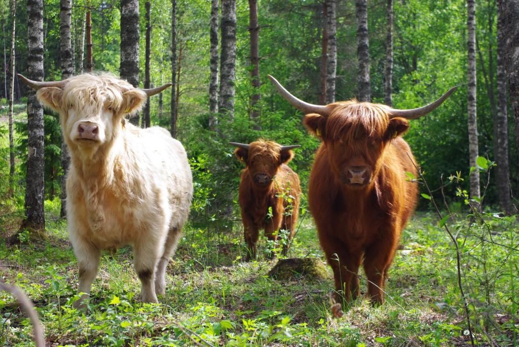 Дома для отпуска Isotalo Farm at enäjärvi lake Сало-52
